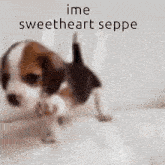 Spempo Sweetheart GIF - Spempo Sweetheart Sweetheart Seppe GIFs