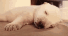 Puppy Asleep GIF - Puppy Asleep Love GIFs