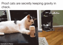 Cat Cat Meme GIF - Cat Cat Meme Silly Cats GIFs