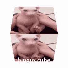 cat bongus