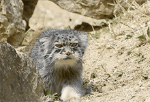 Cat Pallas GIF - Cat Pallas Manul GIFs