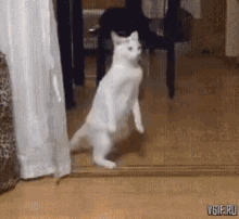 Cats Funny GIF - Cats Funny Cat Walking GIFs