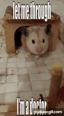 Hamster Doctor GIF - Hamster Doctor Let Met Through GIFs