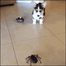 Me Vs Any Bug GIF - Tarantula Corgi Scared GIFs