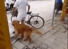 Going For A Ride GIF - Dog Dogs Bike GIFs