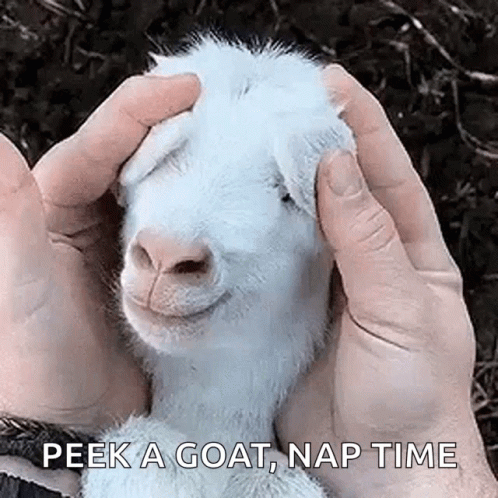 Peek A Boo Cute GIF - Peek A Boo Cute Funny Animals - Discover & Share GIFs