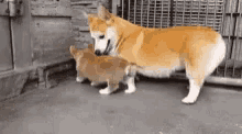 Cute Dog Corgi GIF - Cute Dog Corgi Down GIFs