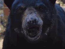 Bear Crazy GIF - Bear Crazy Strange GIFs