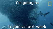 fish shark discord discord vc vc