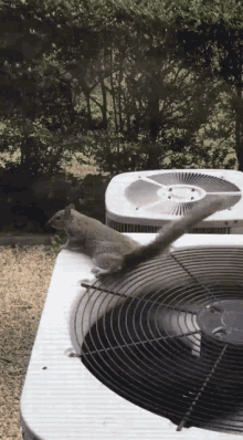 Squirrel Fan GIF - Squirrel Fan Hot GIFs