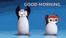 morning penguin dance cute