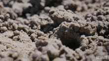 Coming Out Of The Hole Banana Fiddler Crab GIF