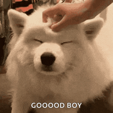 a person is petting a white dog 's head with their hand .