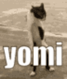 Yomi John Wesley GIF - Yomi John Wesley Cult GIFs