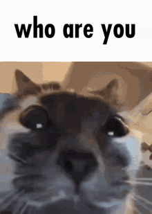 Who Are You Cat GIF - Who Are You Cat Cat Staring GIFs