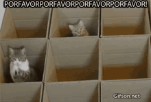 Porfavorporfavorporfavorporfavor! GIF - Cats Box GIFs
