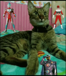 Cat Kamenriderginga GIF - Cat Kamenriderginga Gingaman GIFs