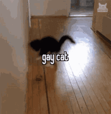 Animals With Captions Gay Cat GIF - Animals With Captions Gay Cat Funny Cat GIFs