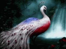 peacock bird magical