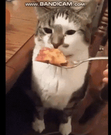 Mery Cat GIF - Mery Cat Disgusted GIFs