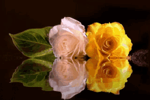Flowers Reflection GIF - Flowers Reflection GIFs