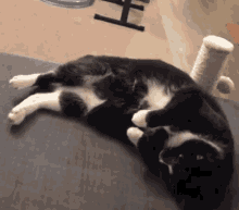 Cat Marzipan GIF - Cat Marzipan Laser Malena Webber GIFs