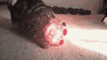 weird cat laser laser cat xmen