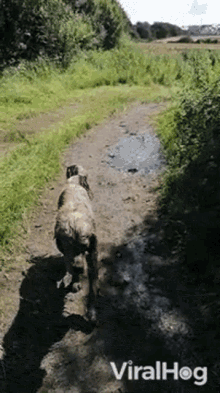muddy dog viralhog dirty dog doggo covered with mud
