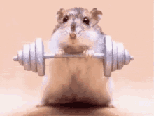 Exercise Fat GIF - Exercise Fat Hamster GIFs