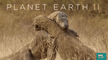 planet earth2 tv show british nature doc lizard fight nature fight