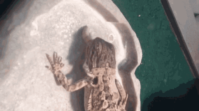Can Baby Bearded Dragons Eat Superworms GIF - Can Baby Bearded Dragons Eat Superworms GIFs