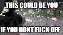 a cat is looking at a target with the words `` this could be you if you dont fuck off '' written on it .