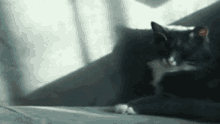 a cat is laying on a couch in the sun