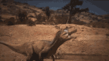 allosaurus fighting sauropod dinosaurs bite