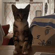 a cat is sitting on a table in front of a window