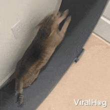 Running Viralhog GIF - Running Viralhog Running In The Roller Treadmill GIFs