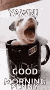 a puppy is yawning in a coffee mug with a good morning penny message .