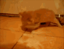 Cat Swim In Milk Cat GIF