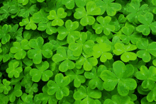 Clovers Happy St Patricks Day GIF - Clovers Happy St Patricks Day Happy St Paddys Day GIFs
