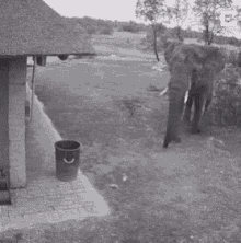 Throwing Trash Elephant Environment Friendly GIF
