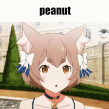 Pean Peanut GIF - Pean Peanut Cat GIFs