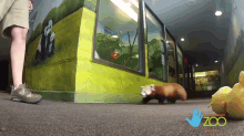 You Caught Me! GIF - Red Panda Caught GIFs