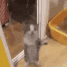 a gray and white cat is standing in front of a mirror .