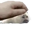a person is petting a seal with their hand on it .