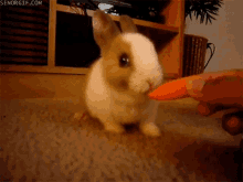 Bunny Nibble GIF - Bunny Nibble Carrot GIFs