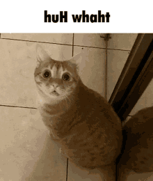 Cat Confused GIF - Cat Confused Silly GIFs