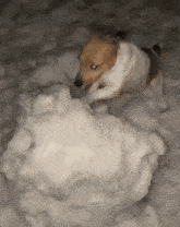a brown and white dog is playing with a large snowball