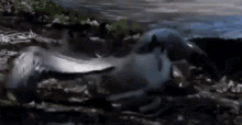 a shark is swimming in the water near the shore .