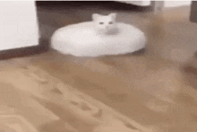 a white cat is sitting on top of a white robotic vacuum cleaner on a wooden floor .