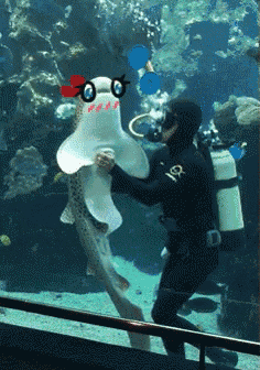 notice me senpai shark